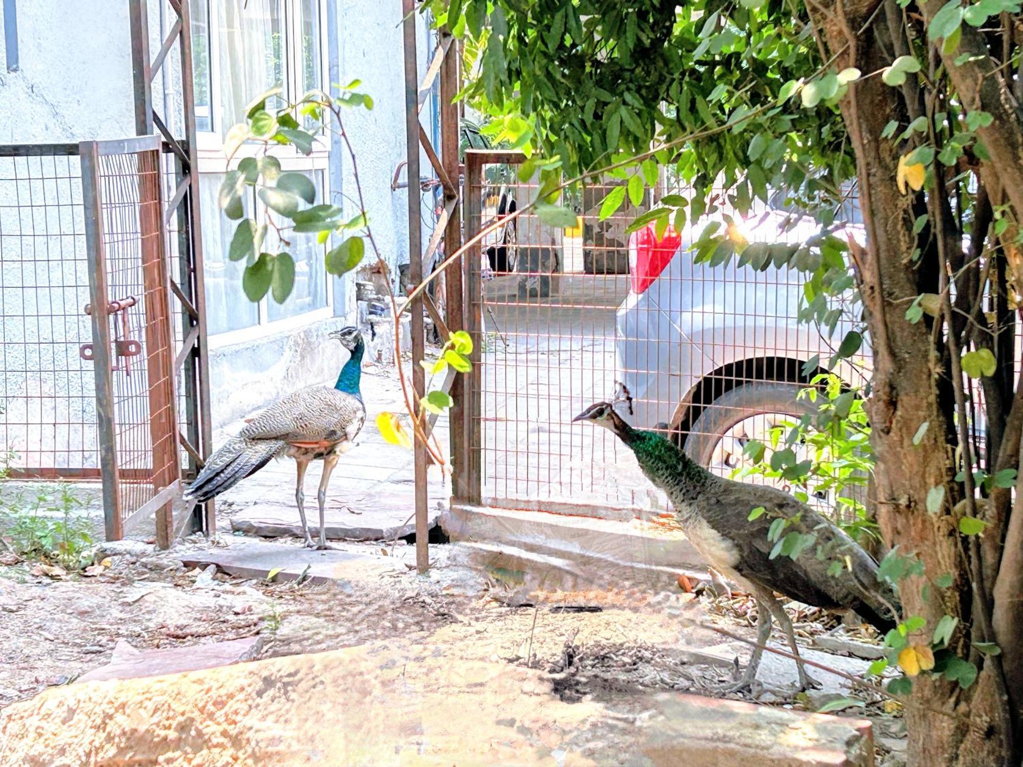 Homestay The Pearl Of Nature New Delhi