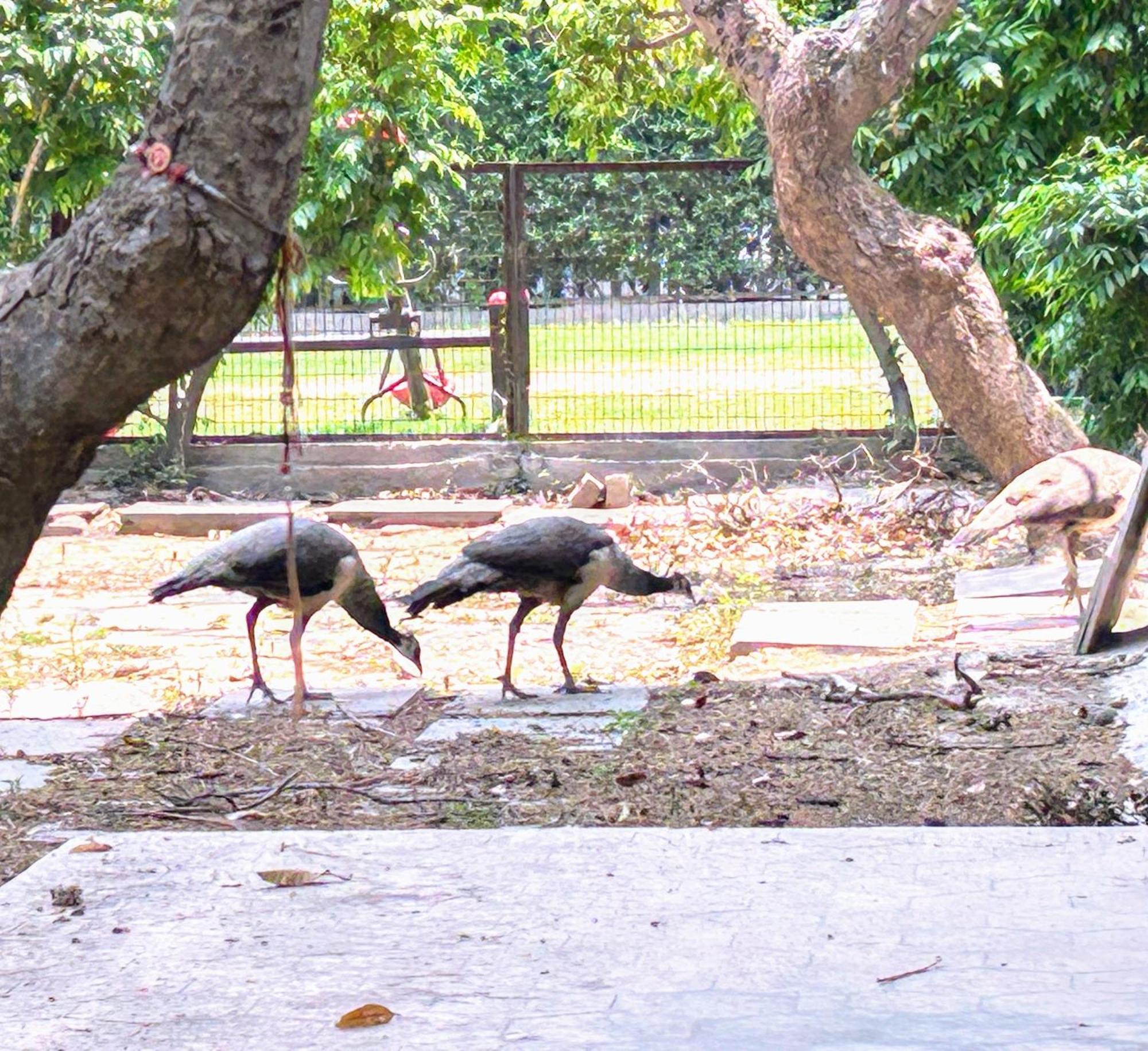 Homestay The Pearl Of Nature *